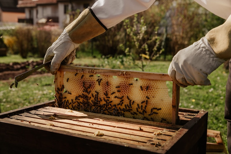 Dragon fruit and Beekeepers' Association Training.